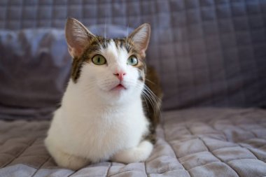 Tatlı kedi evdeki kanepede yatar ve yukarı bakar.