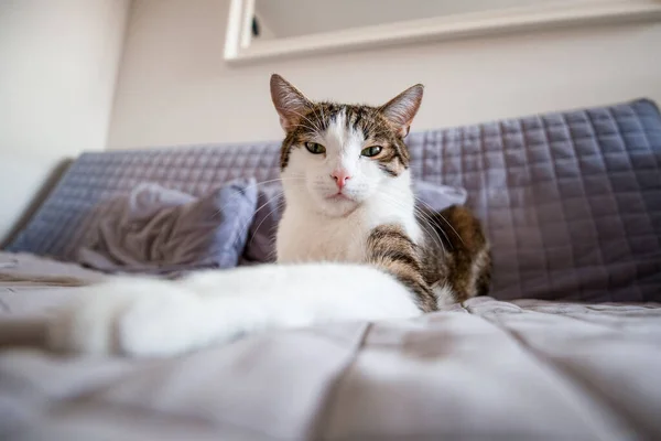 Sweet cat lies on sofa at home and looks into the camera