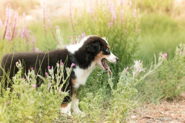 Çiçekler arasında Avustralya çoban köpek 