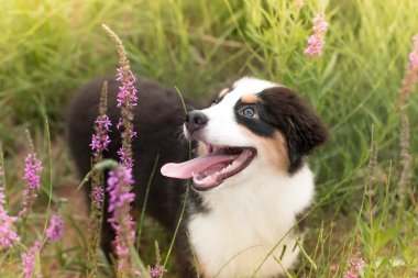 Çiçekler arasında Avustralya çoban köpek 