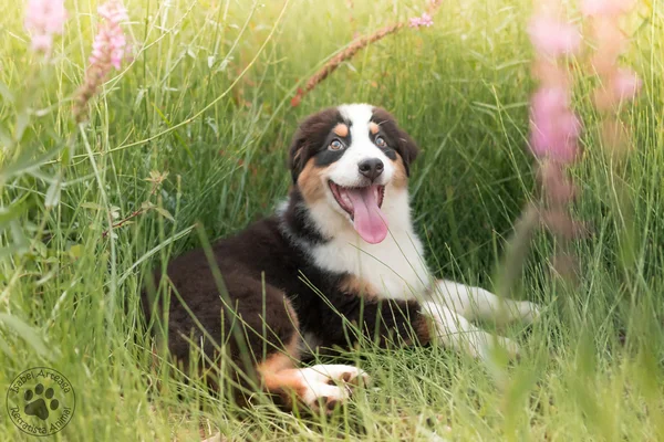 Cãozinho pastor australiano entre flores — Fotografia de Stock