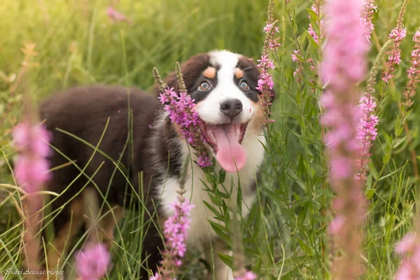 Cãozinho pastor australiano entre flores — Fotografia de Stock