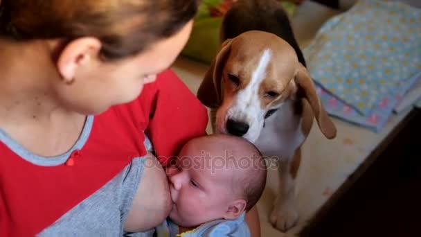 El Beagle lamiendo la cabeza del bebé — Vídeo de stock