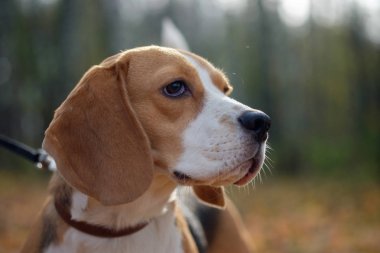 Köpek portre Beagle