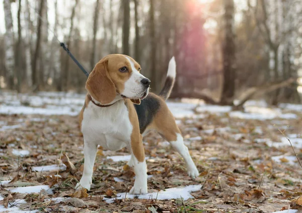 Portrait de chien Beagle — Photo