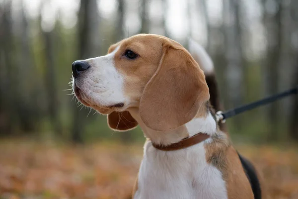 Retrato de perro Beagle —  Fotos de Stock