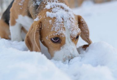 Kış ormanda yürüyüş beagle