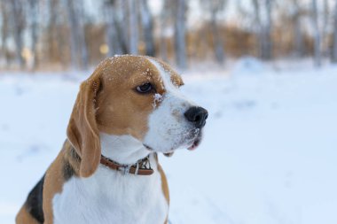 Kış ormanda yürüyüş beagle