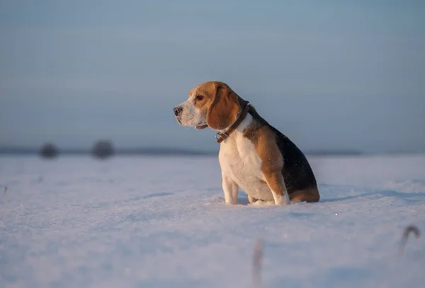 Portrait of a Beagle in the snow — Stock Photo, Image