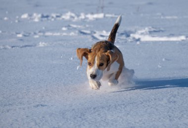 beagle köpek karda koşma