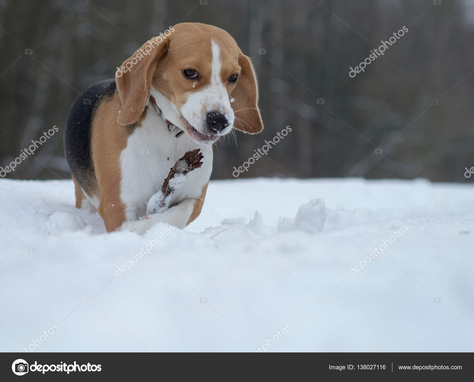Chien Beagle En Cours Dexécution Dans La Neige
