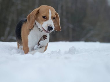 beagle köpek karda koşma