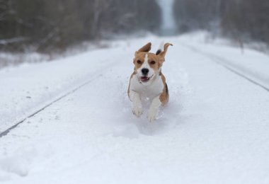 beagle köpek karda koşma