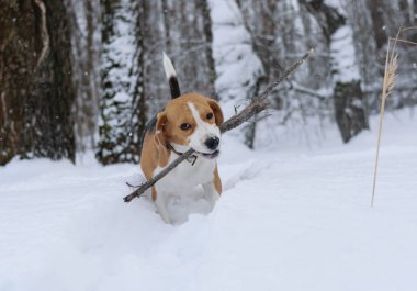 beagle köpek karda koşma