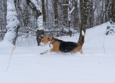 beagle köpek karda koşma