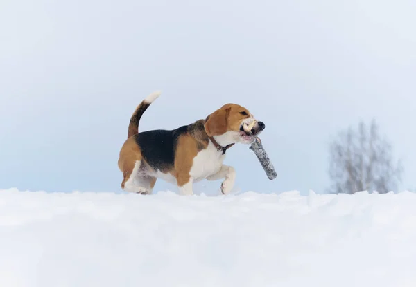 Beagle köpek karda koşma — Stok fotoğraf