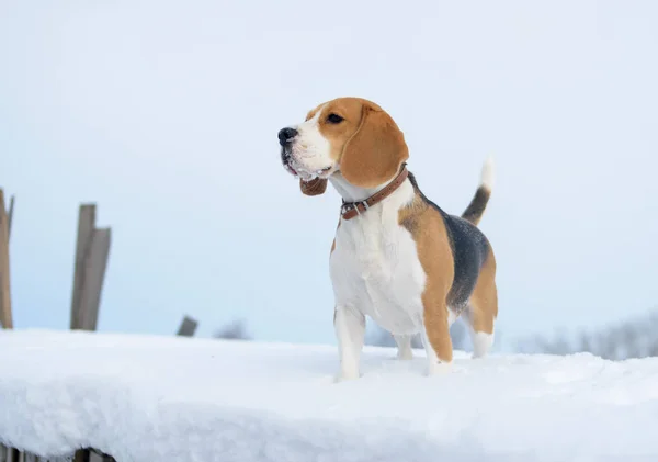 Beagle kutya fut a hóban — Stock Fotó