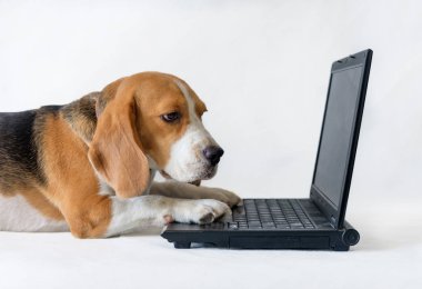 Beagle dizüstü bilgisayarda çalışır