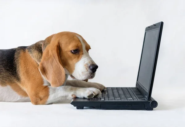 Beagle dizüstü bilgisayarda çalışır