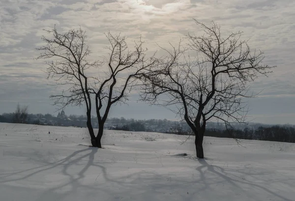 As árvores em um campo em um dia de inverno — Fotografia de Stock