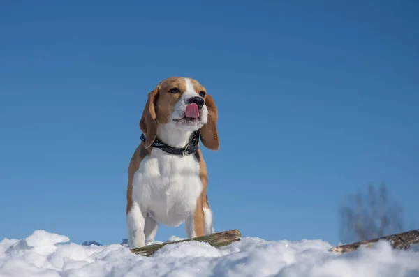 Beagle caminhando no dia de inverno — Fotografia de Stock