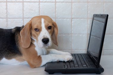 Beagle dizüstü bilgisayar ile