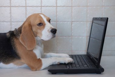 Beagle dizüstü bilgisayar ile