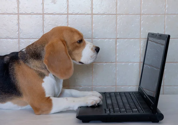 Beagle med laptop — Stockfoto