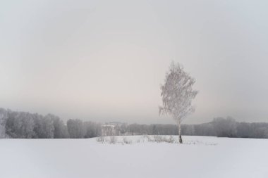 Bir alanda karlı ağaç