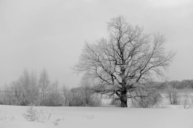 Bir alanda karlı ağaç