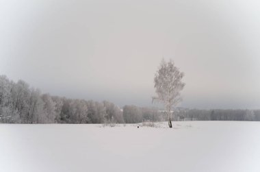 Bir alanda karlı ağaç