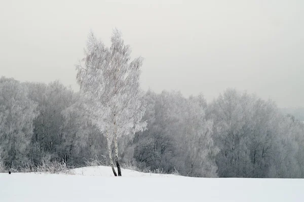 Árbol nevado en un campo — Foto de Stock