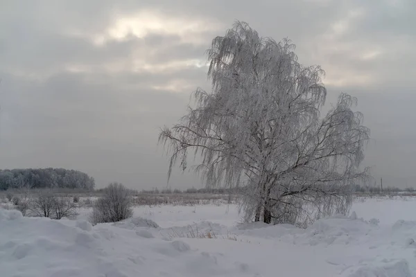 Besneeuwde boom in een veld — Stockfoto