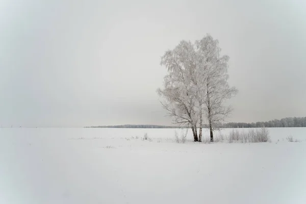 Árbol nevado en un campo — Foto de Stock