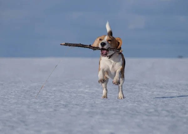 Beagle dog running in the snow — Stock Photo, Image