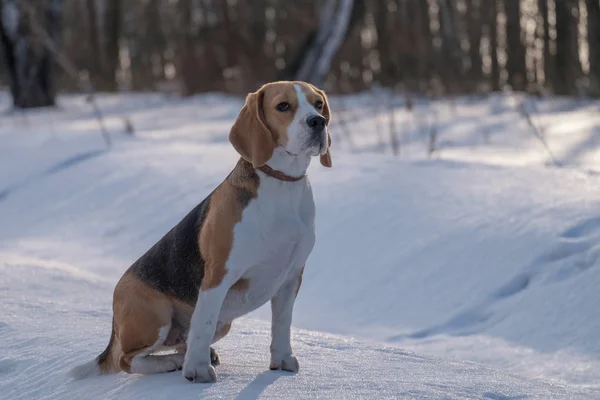 Cão beagle correndo na neve — Fotografia de Stock