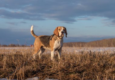 Bir Beagle bahar yürüyüşte portresi