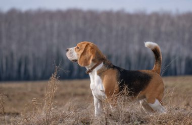 Bir Beagle bahar yürüyüşte portresi