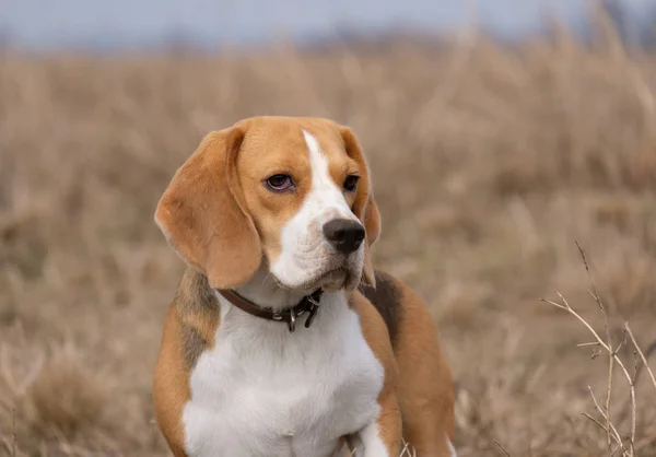 Portrait d'un Beagle lors d'une promenade printanière — Photo
