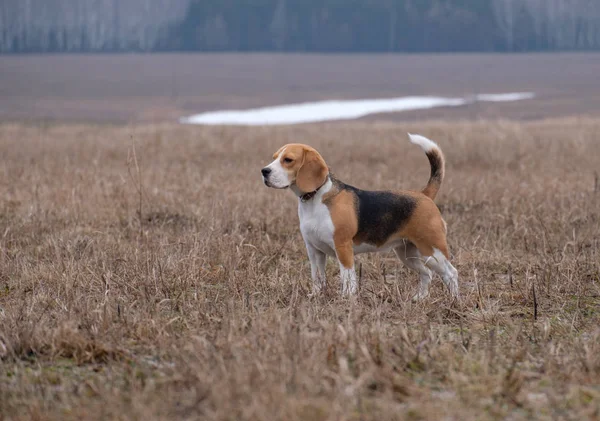 Bir Beagle bahar yürüyüşte portresi