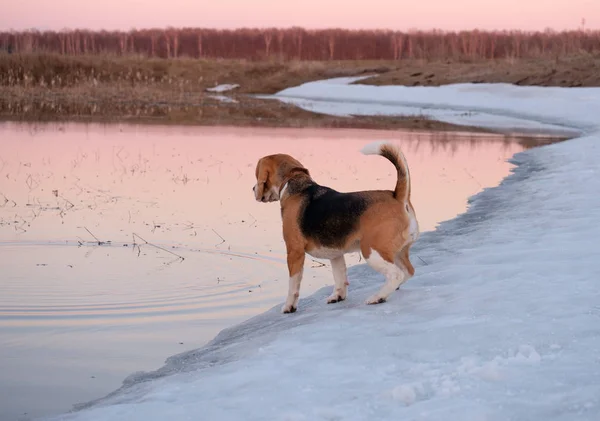 Beagle bir bahar üzerinde yürümek günbatımında — Stok fotoğraf