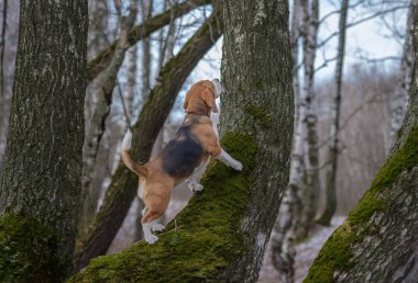 Beagle bahar ormanda ağaç tırmanıyor