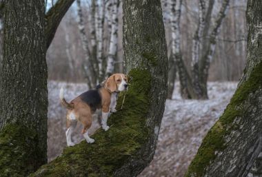 Beagle bahar ormanda ağaç tırmanıyor