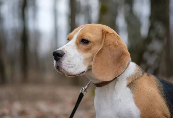 Portrait d'un Beagle lors d'une promenade printanière — Photo