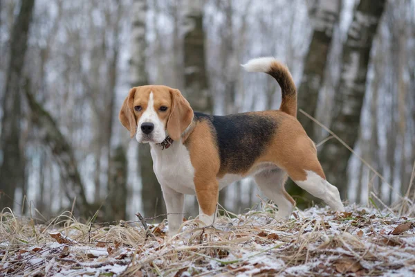 Retrato de um Beagle em um passeio de primavera — Fotografia de Stock