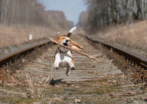 Beagle pulando com um pau nos dentes — Fotografia de Stock