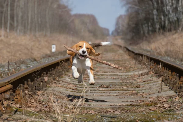 Beagle pulando com um pau nos dentes — Fotografia de Stock