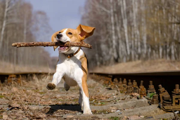 Beagle, skoki z kijem w zęby — Zdjęcie stockowe