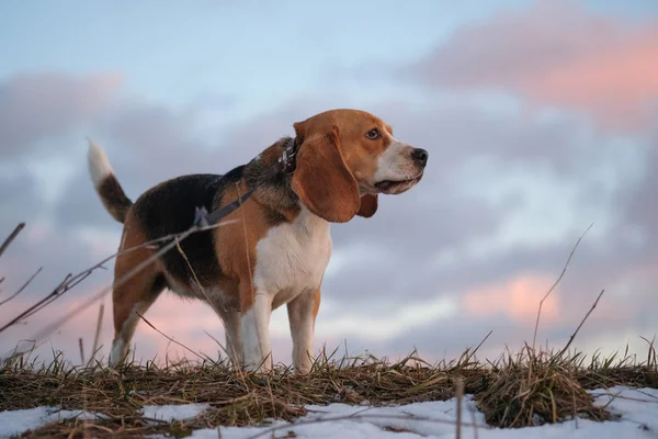 Beagle på våren promenad i solnedgången — Stockfoto