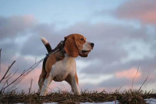 Le Beagle au printemps marche au coucher du soleil — Photo